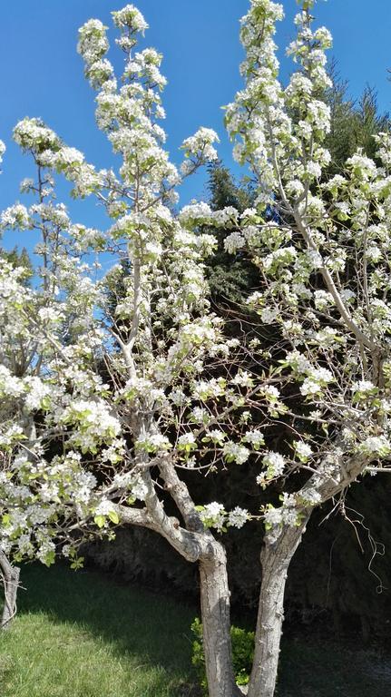 Villa Memia Lendinuso Dış mekan fotoğraf